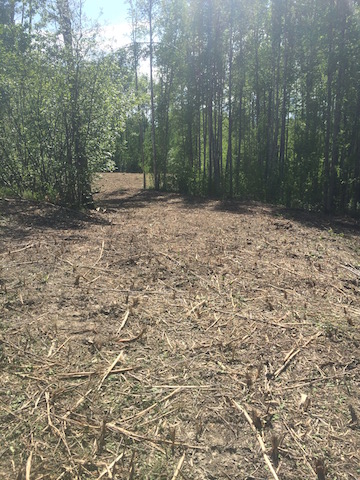 Brush Cutting-After